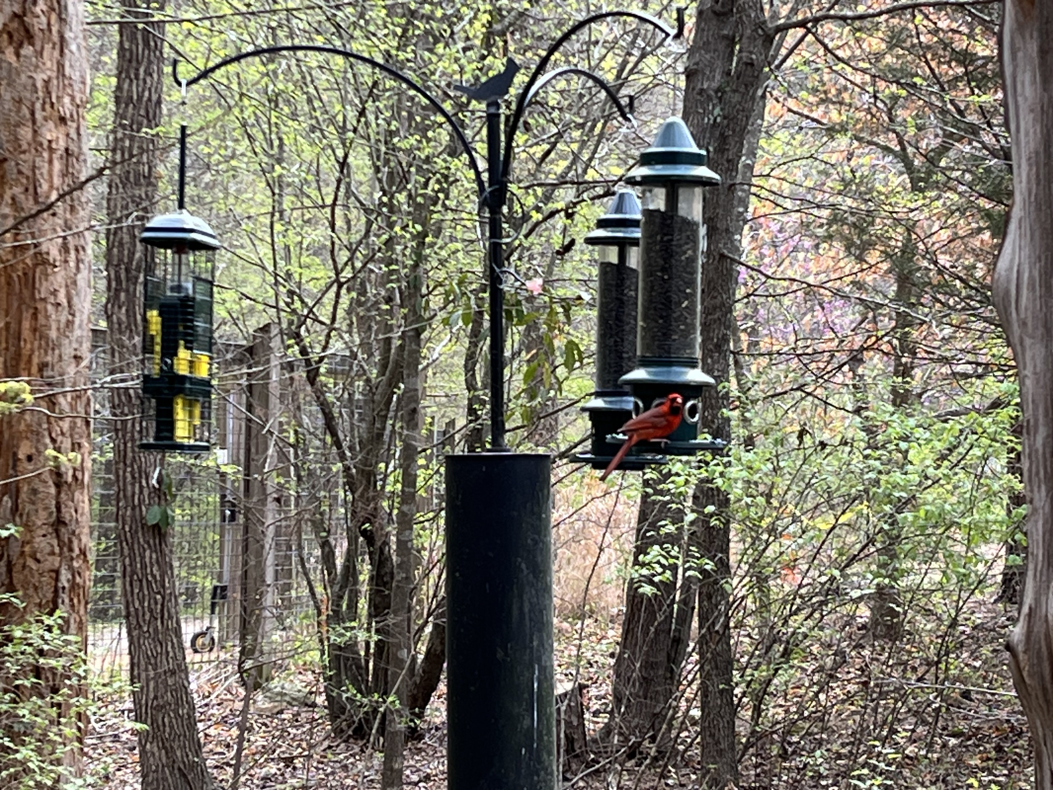 North Carolina Botanical Garden